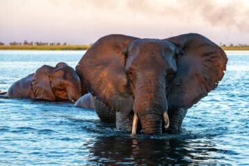 Turista española, de 22 años, muere luego de que elefante le clavara un colmillo cuando lo bañaba