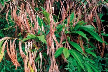 Alarmante caída en la producción de cardamomo en Guatemala