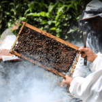 Por qué el sello en la miel pura combate productos adulterados y de contrabando