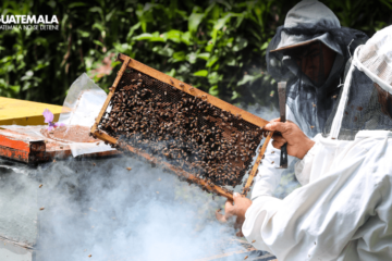 Por qué el sello en la miel pura combate productos adulterados y de contrabando