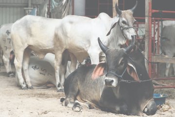 Gusano barrenador en humanos: Chiquimula y Jutiapa concentran más casos en Guatemala