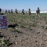 Trabajador agrícola latino muere al caer de un techo durante redada en una granja de cannabis en California