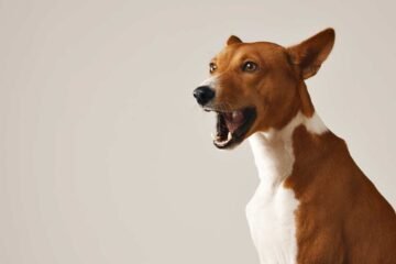 ¿Es verdad que algunos animales “presienten” temblores?  Esto revela la ciencia