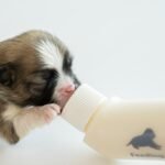 Consejos para alimentar con leche artificial a cachorros de perros y gatos