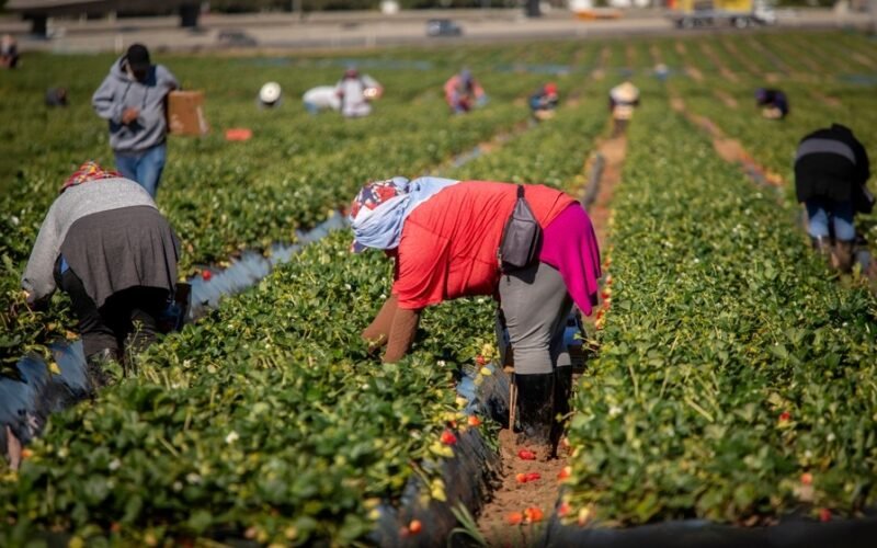 Trabajar legalmente en Estados Unidos y seis países más: Mintrab lanza nueva plataforma y alerta sobre estafas
