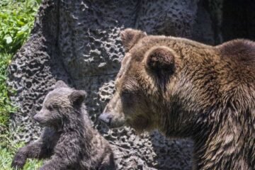 ¿Visitará el Zoológico La Aurora en Semana Santa 2026?: conozca los horarios, precios de entrada y parqueos