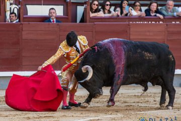 El exceso de cuando el novillo de Las Ventas parece un toro