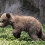 “Noche Mágica” en el Zoológico La Aurora: película al aire libre, foodtrucks y actividades para toda la familia