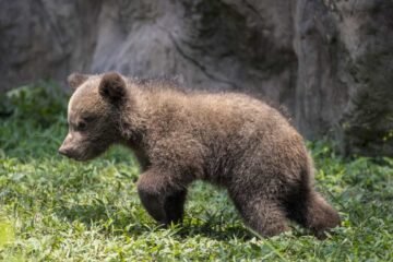 “Noche Mágica” en el Zoológico La Aurora: película al aire libre, foodtrucks y actividades para toda la familia