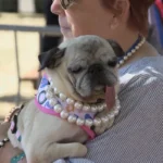 Este es Jinny Lu, el perro más feo del mundo