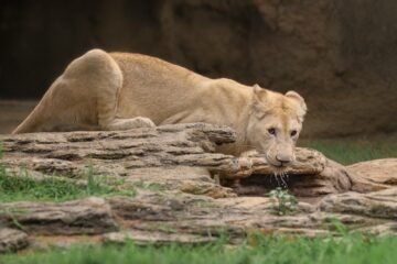 Zoológico La Aurora tiene nuevos habitantes: descubra las curiosidades de los leones blancos y disfrute de la nueva experiencia en el Teatro Animalia