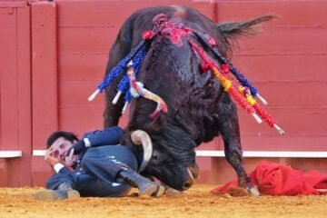 Alejandro Talavante sufre una cornada y triunfa en el festival de cierre de la temporada de Sevilla